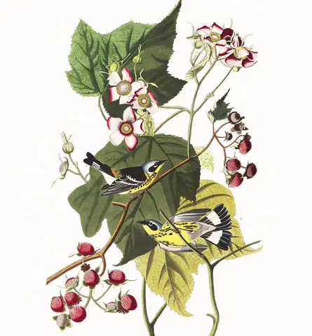 Plate 123 of Audubon's The Birds of America: Magnolia Warbler (Setophaga magnolia)