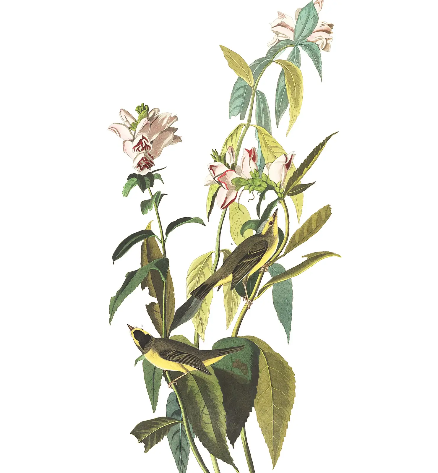 Plate 124 of Audubon's The Birds of America: Wilson's Warbler (Cardellina pusilla)