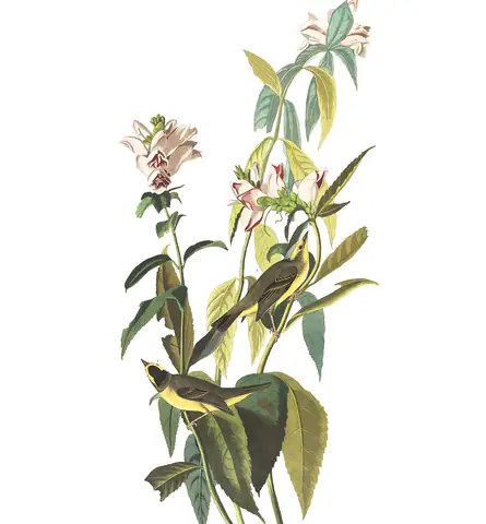 Plate 124 of Audubon's The Birds of America: Wilson's Warbler (Cardellina pusilla)