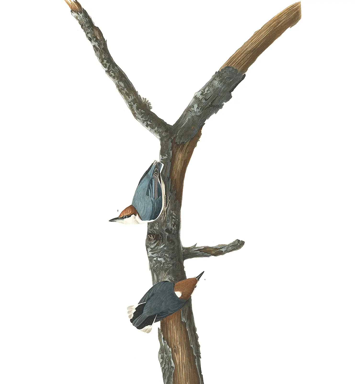 Plate 125 of Audubon's The Birds of America: Brown-headed Nuthatch (Sitta pusilla)