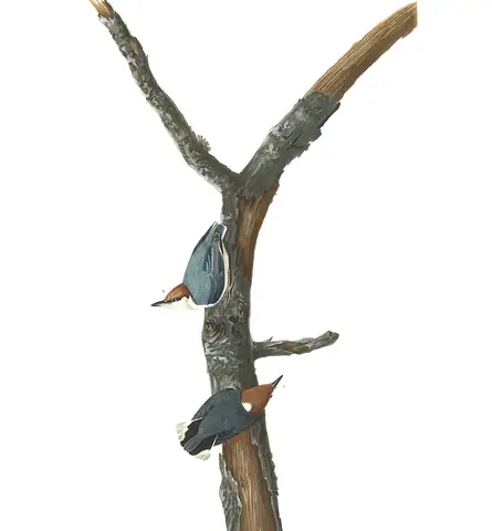Plate 125 of Audubon's The Birds of America: Brown-headed Nuthatch (Sitta pusilla)