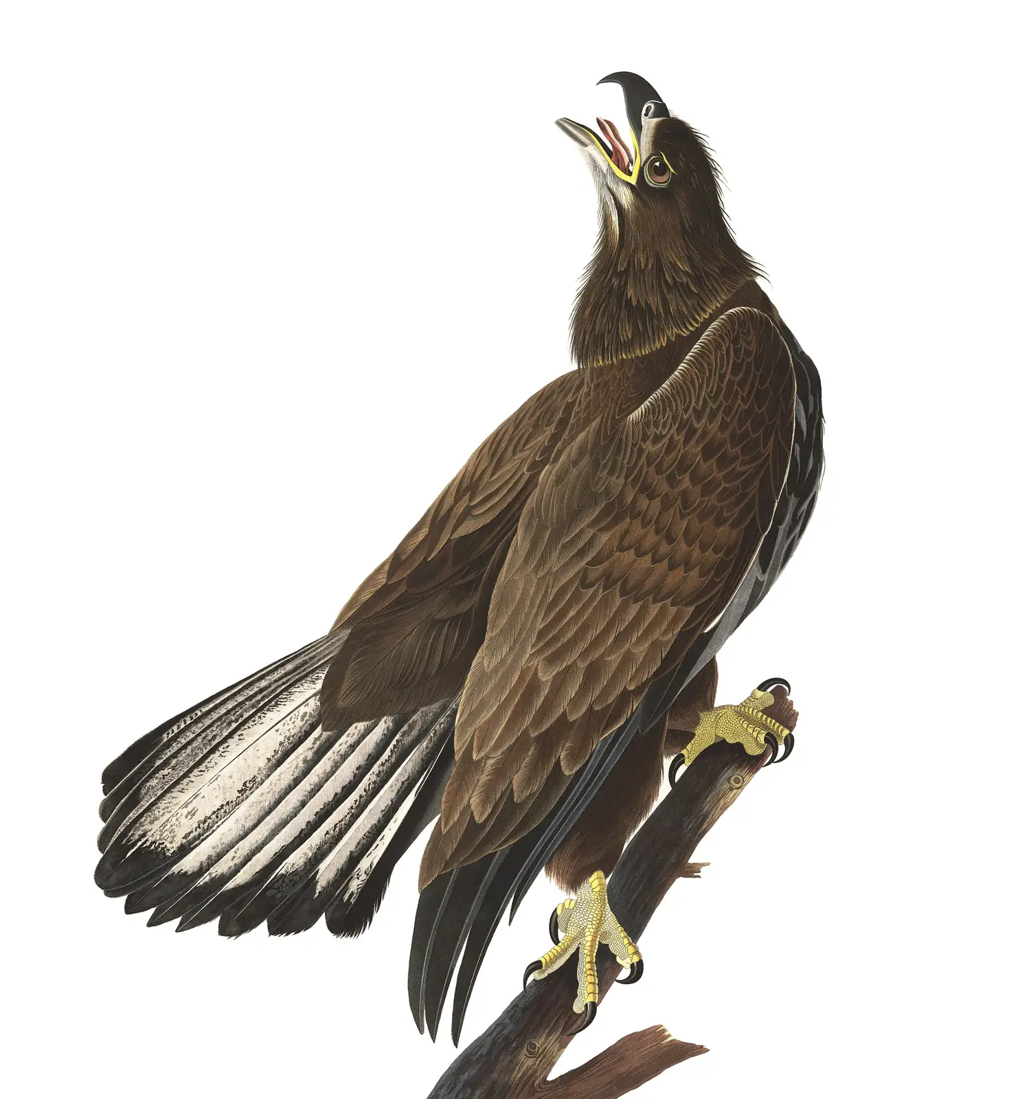 Plate 126 of Audubon's The Birds of America: Bald Eagle (Haliaeetus leucocephalus)