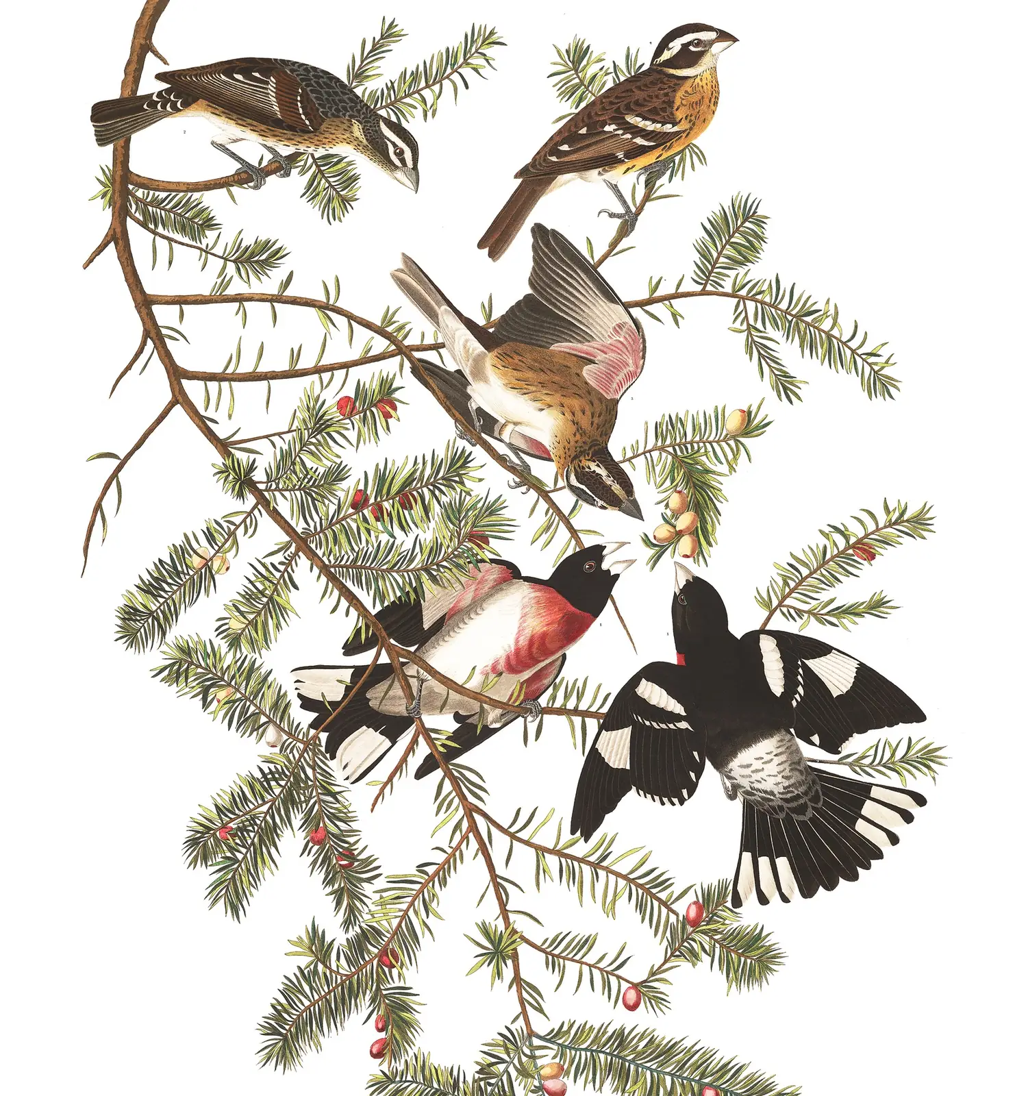 Plate 127 of Audubon's The Birds of America: Rose-breasted Grosbeak (Pheucticus ludovicianus)