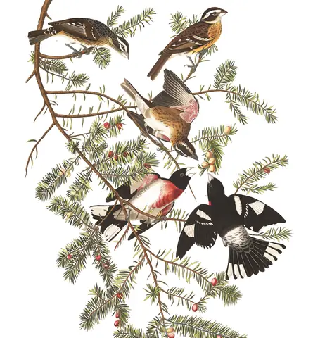 Plate 127 of Audubon's The Birds of America: Rose-breasted Grosbeak (Pheucticus ludovicianus)