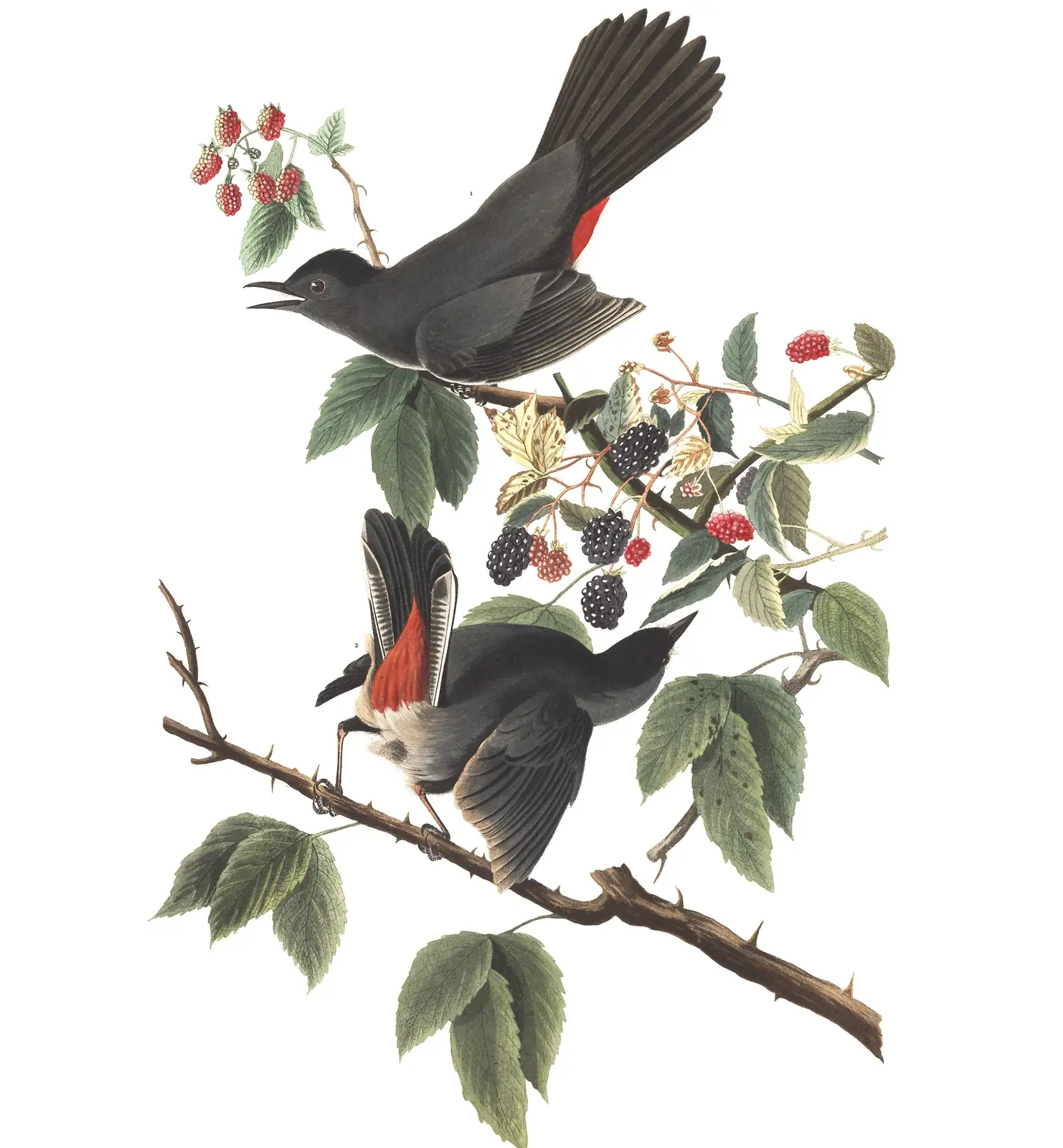 Plate 128 of Audubon's The Birds of America: Gray Catbird (Dumetella carolinensis)