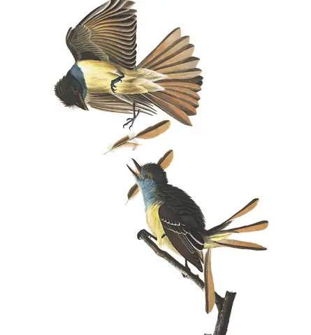 Plate 129 of Audubon's The Birds of America: Great Crested Flycatcher (Myiarchus crinitus)