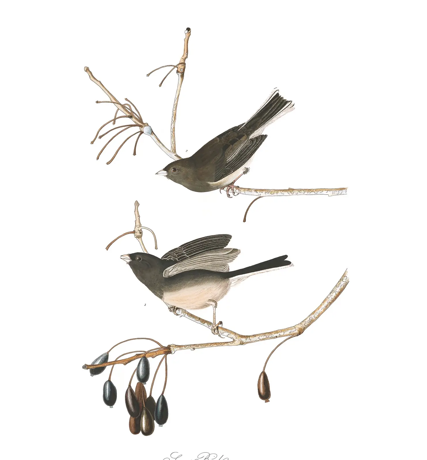 Plate 13 of Audubon's The Birds of America: Dark-eyed Junco (Junco hyemalis)
