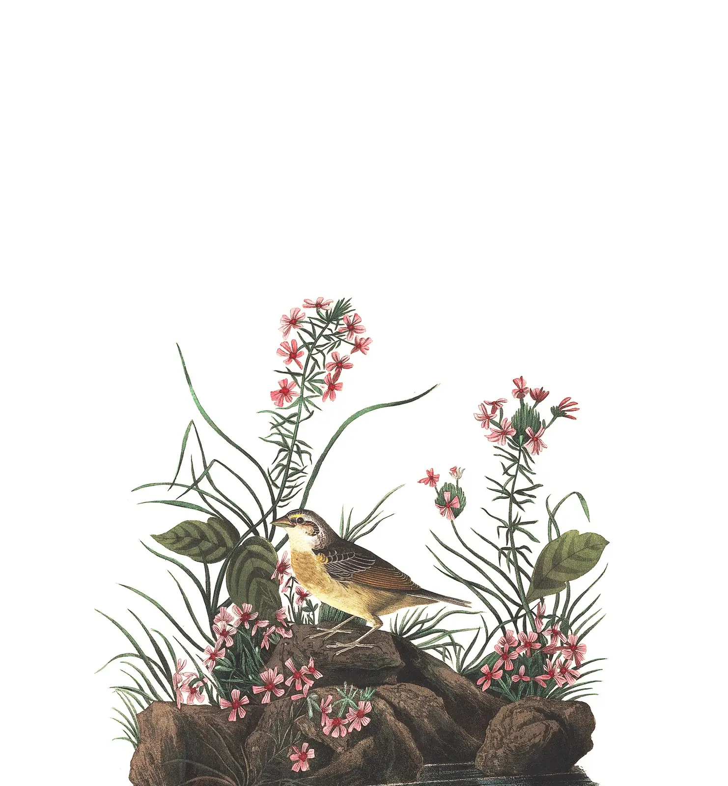 Plate 130 of Audubon's The Birds of America: Grasshopper Sparrow (Ammodramus savannarum)