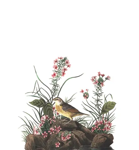 Plate 130 of Audubon's The Birds of America: Grasshopper Sparrow (Ammodramus savannarum)