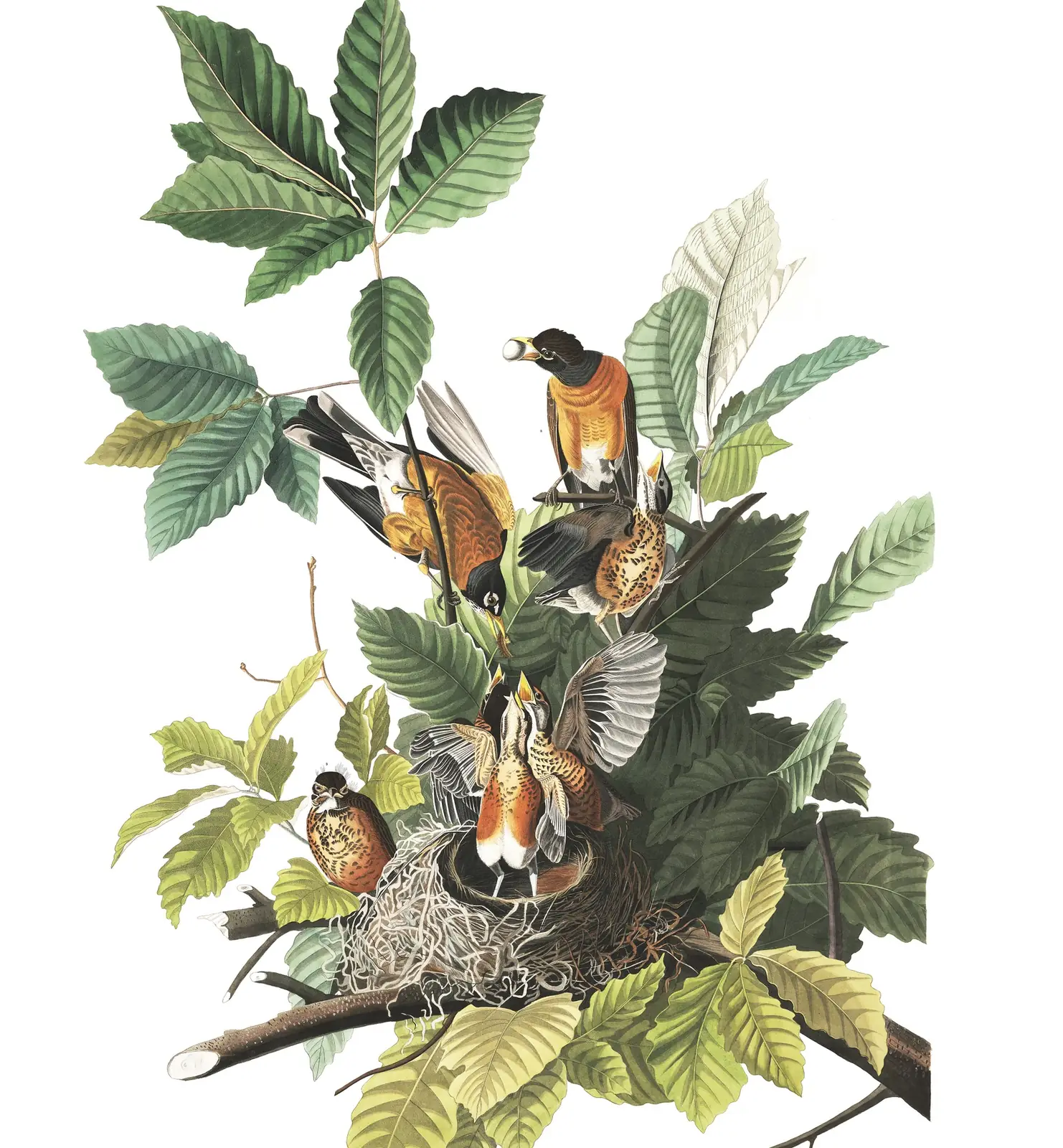 Plate 131 of Audubon's The Birds of America: American Robin (Turdus migratorius)