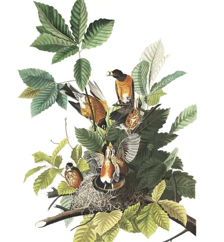 Plate 131 of Audubon's The Birds of America: American Robin (Turdus migratorius)