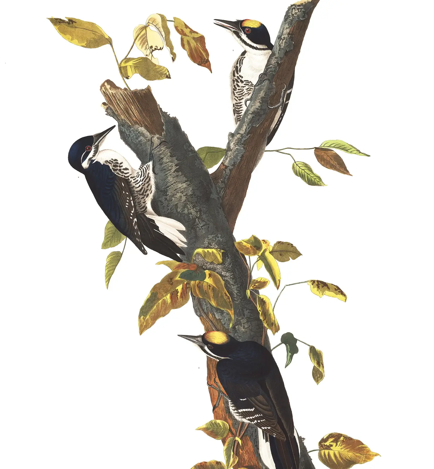 Plate 132 of Audubon's The Birds of America: Black-backed Woodpecker (Picoides arcticus)