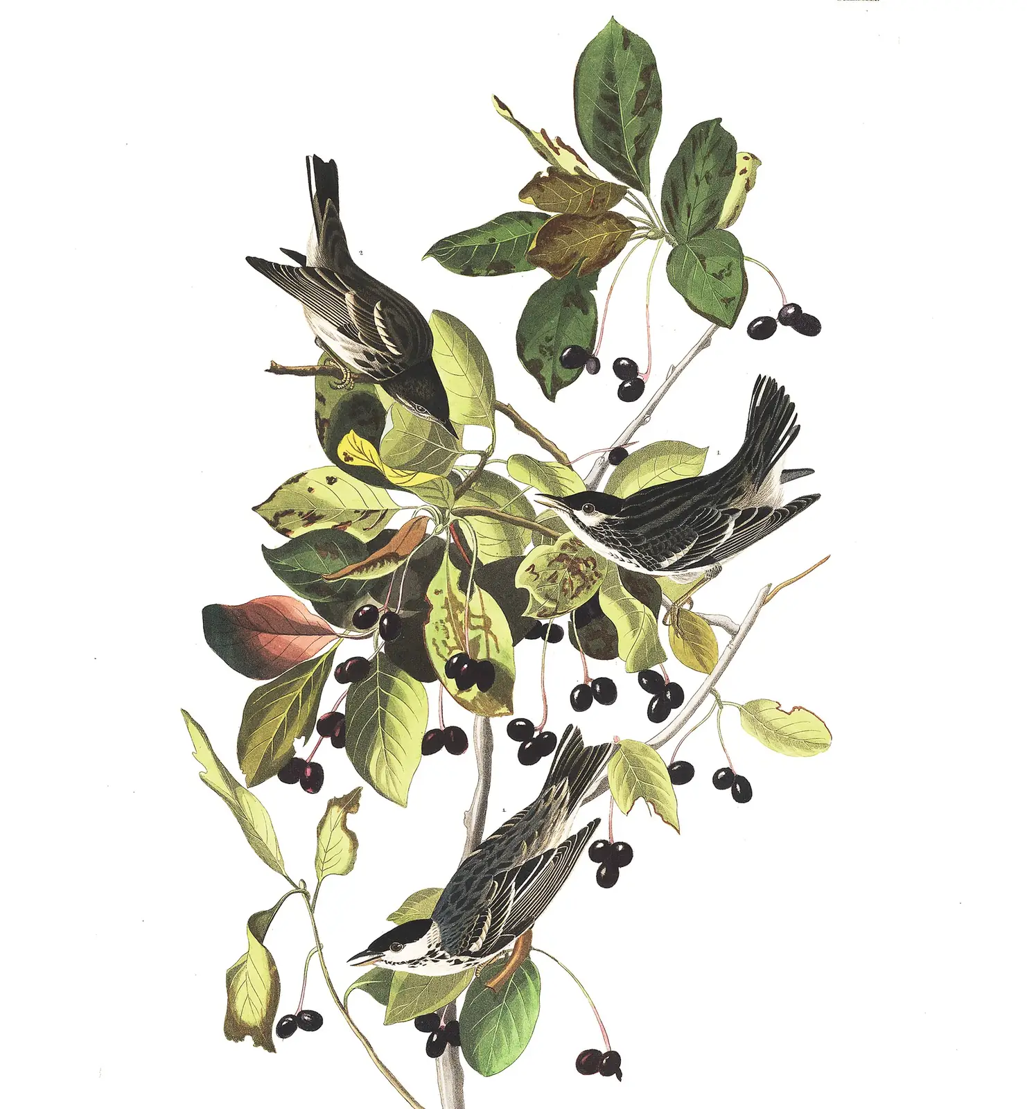 Plate 133 of Audubon's The Birds of America: Blackpoll Warbler (Setophaga striata)