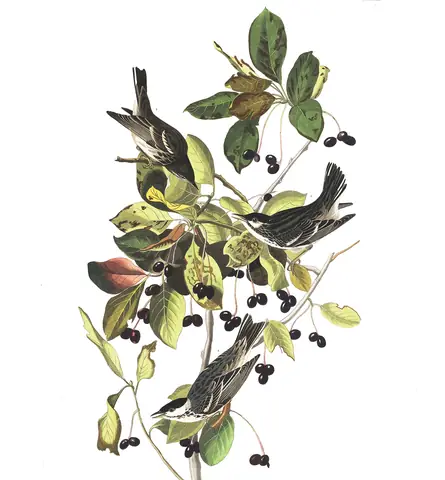 Plate 133 of Audubon's The Birds of America: Blackpoll Warbler (Setophaga striata)
