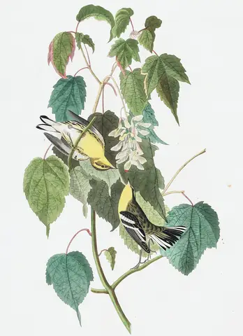 Plate 134 of Audubon's The Birds of America: Blackburnian Warbler (Setophaga fusca)