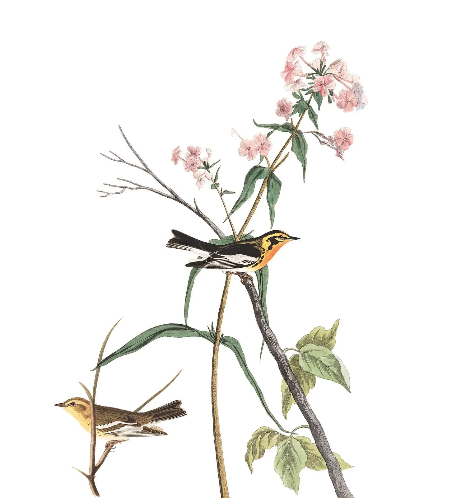 Plate 135 of Audubon's The Birds of America: Blackburnian Warbler (Setophaga fusca)