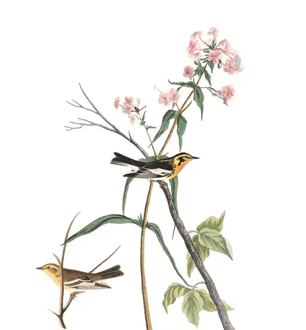 Plate 135 of Audubon's The Birds of America: Blackburnian Warbler (Setophaga fusca)