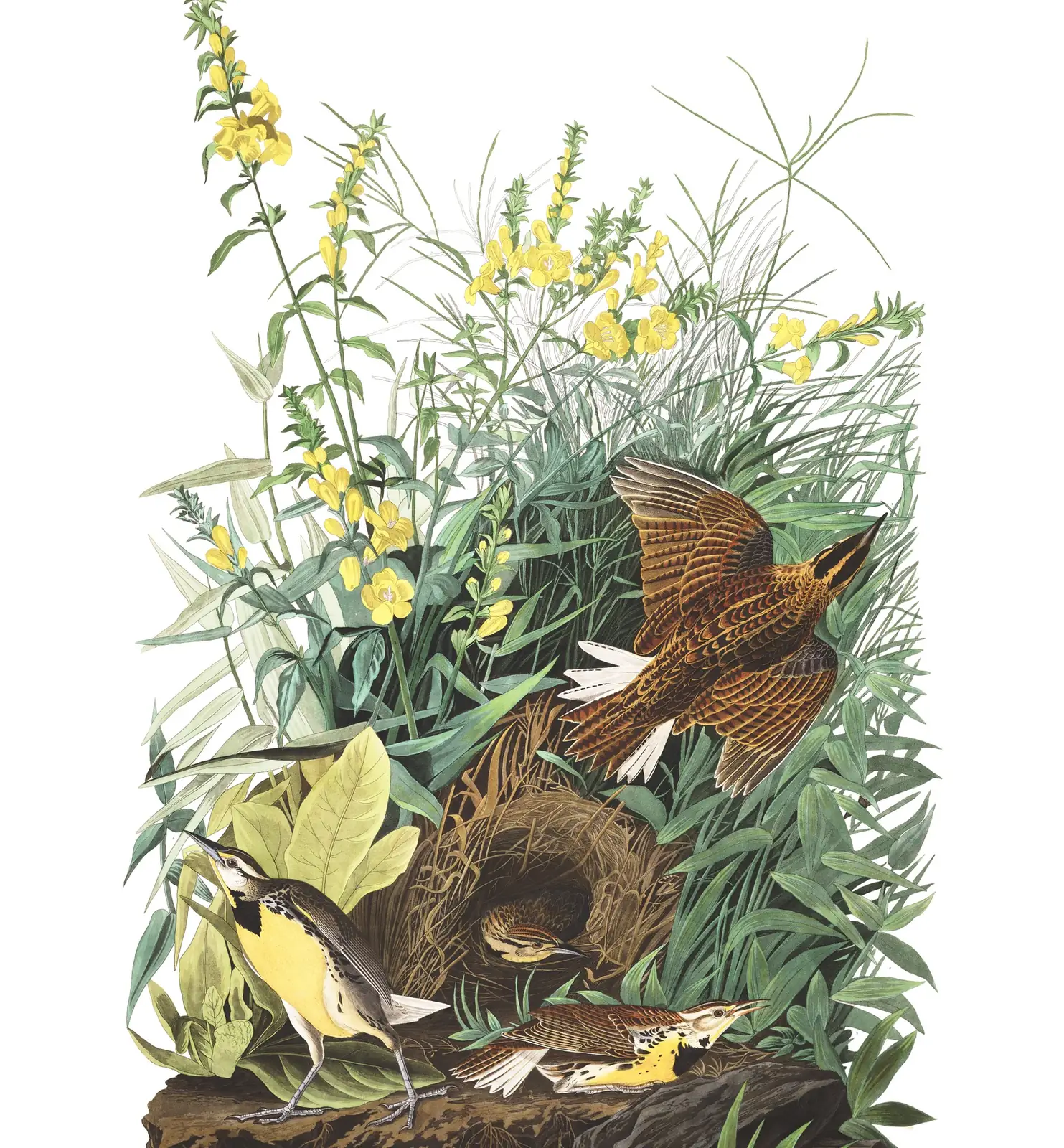 Plate 136 of Audubon's The Birds of America: Eastern Meadowlark (Sturnella magna)