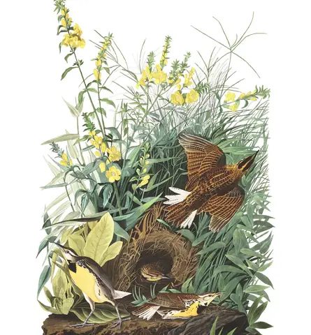 Plate 136 of Audubon's The Birds of America: Eastern Meadowlark (Sturnella magna)