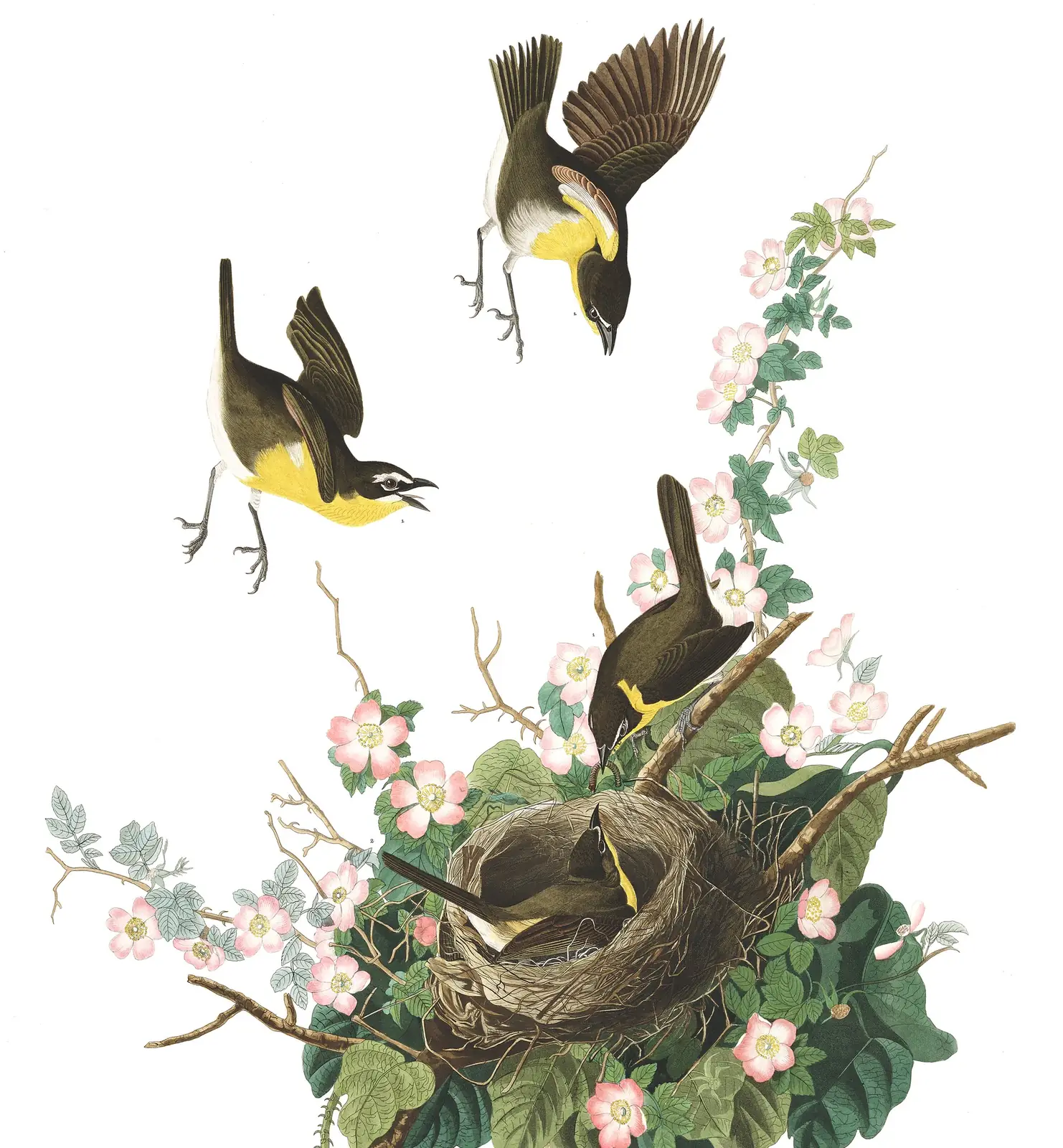 Plate 137 of Audubon's The Birds of America: Yellow-breasted Chat (Icteria virens)