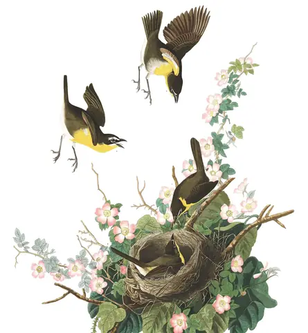 Plate 137 of Audubon's The Birds of America: Yellow-breasted Chat (Icteria virens)