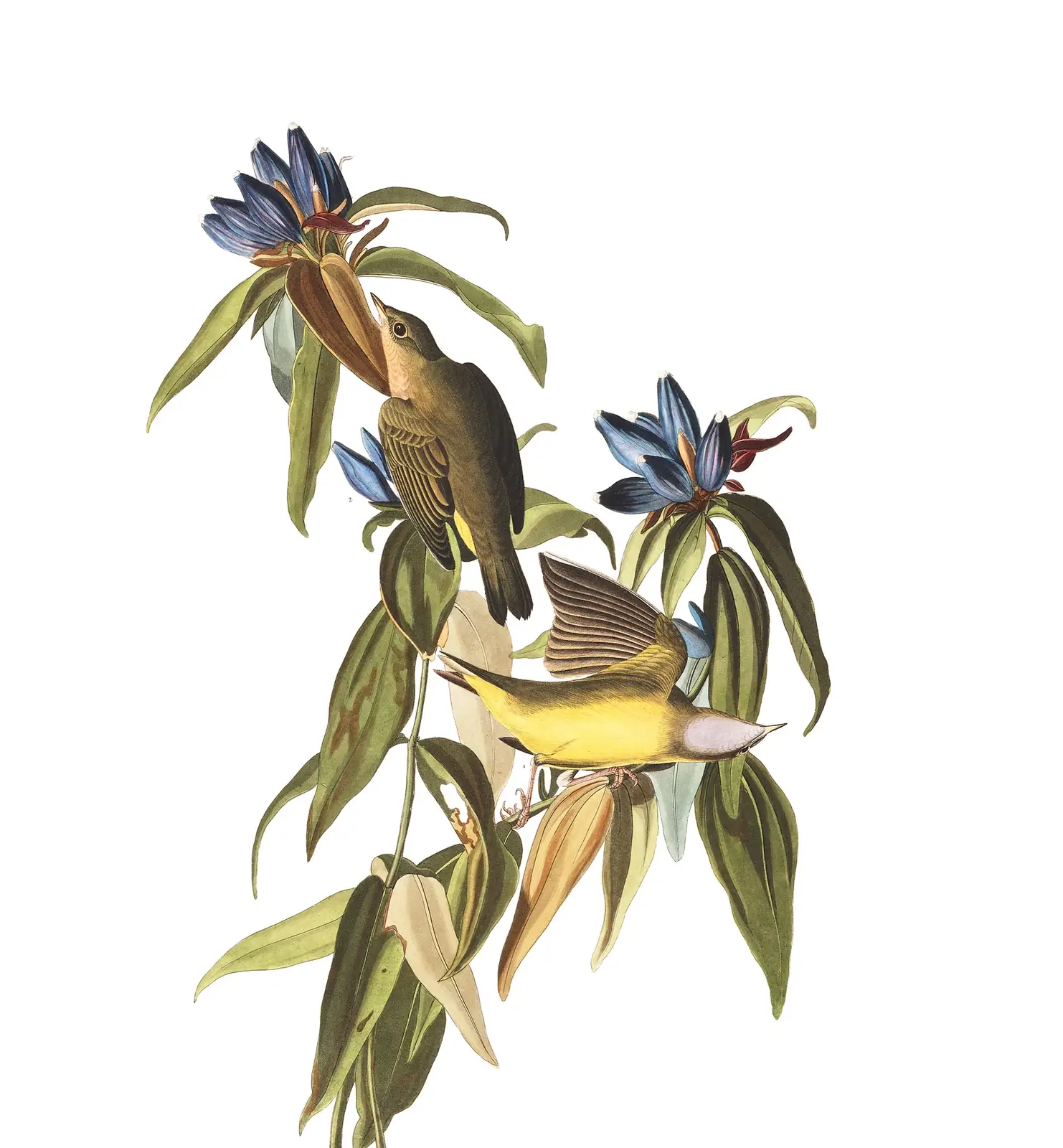 Plate 138 of Audubon's The Birds of America: Connecticut Warbler (Oporornis agilis)