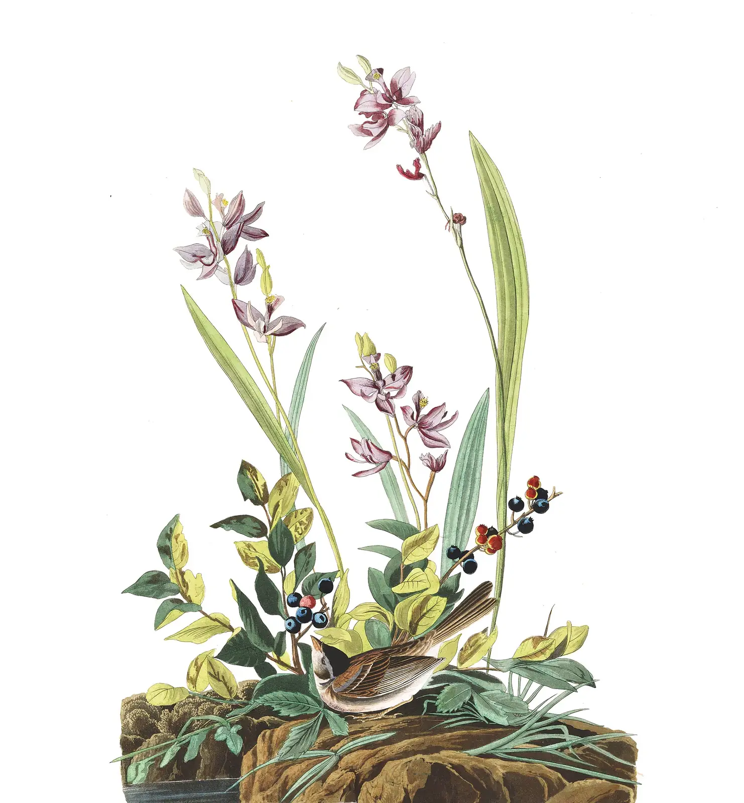 Plate 139 of Audubon's The Birds of America: Field Sparrow (Spizella pusilla)