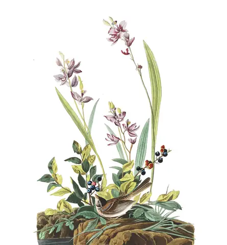 Plate 139 of Audubon's The Birds of America: Field Sparrow (Spizella pusilla)