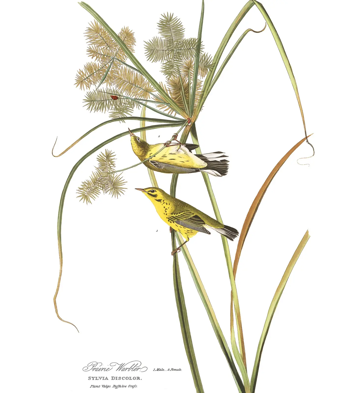 Plate 14 of Audubon's The Birds of America: Prairie Warbler (Setophaga discolor)