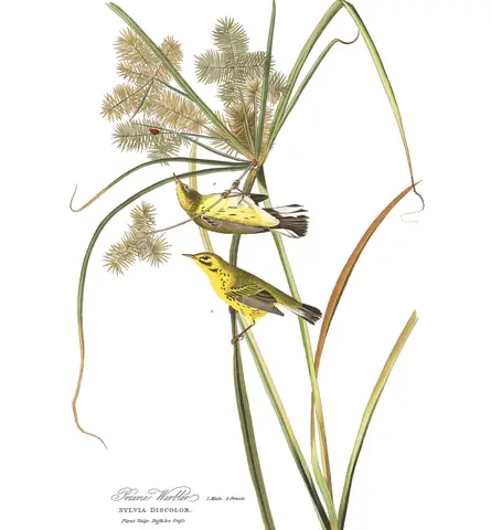 Plate 14 of Audubon's The Birds of America: Prairie Warbler (Setophaga discolor)