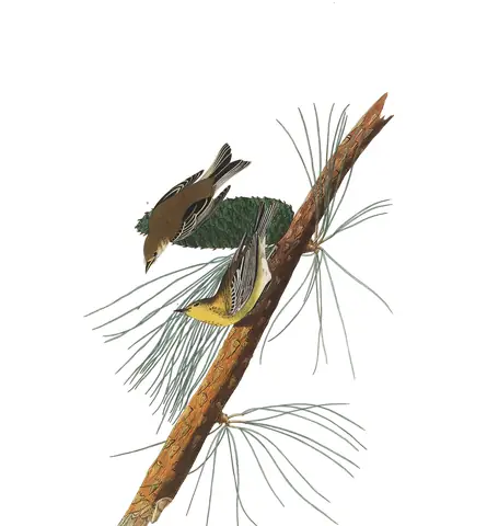 Plate 140 of Audubon's The Birds of America: Pine Warbler (Setophaga pinus)