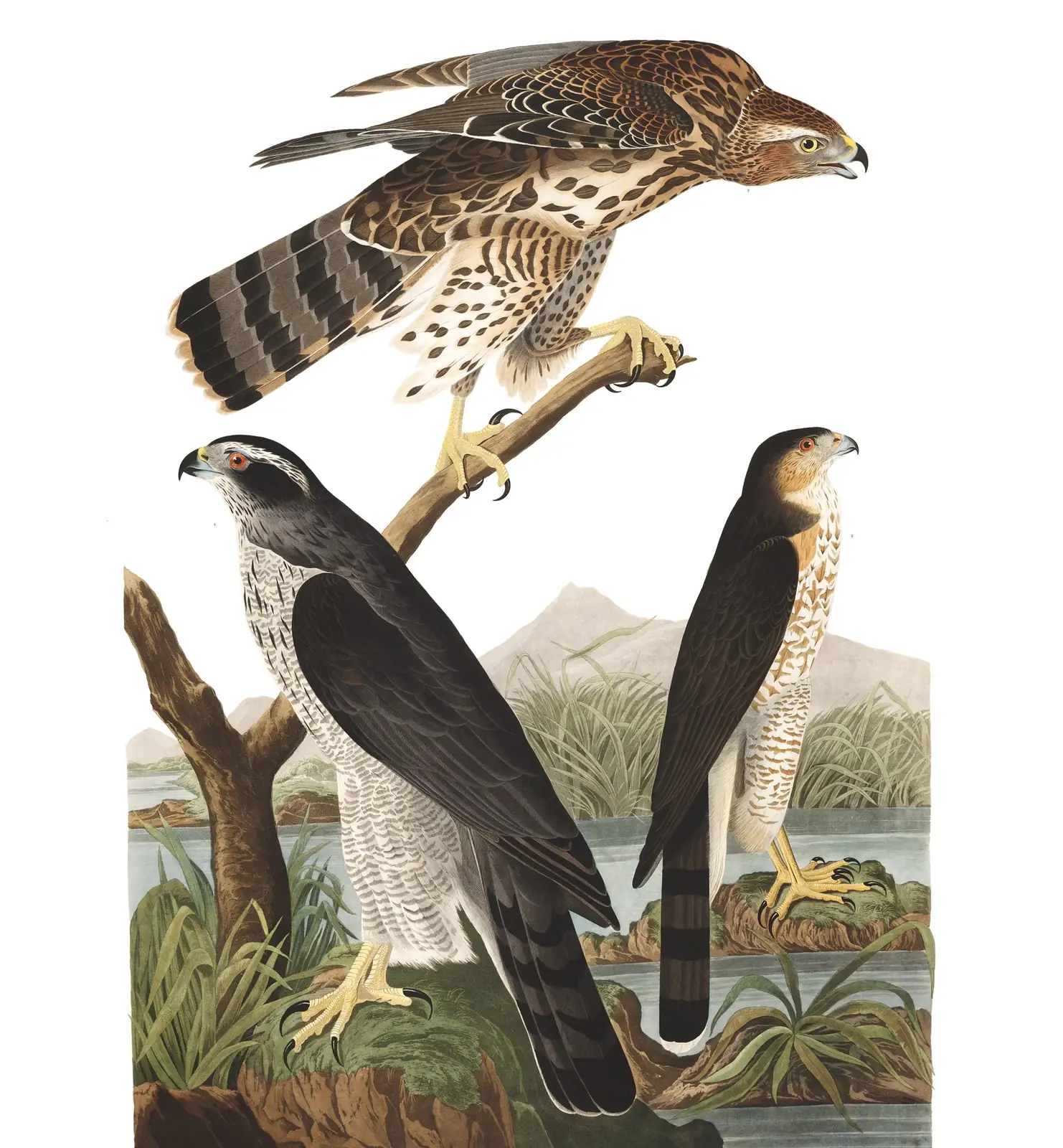 Plate 141 of Audubon's The Birds of America: American Goshawk (Astur atricapillus) and Cooper's Hawk (Astur cooperii)