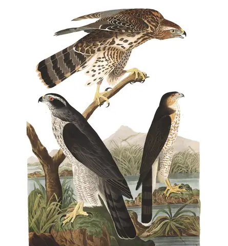 Plate 141 of Audubon's The Birds of America: American Goshawk (Astur atricapillus) and Cooper's Hawk (Astur cooperii)