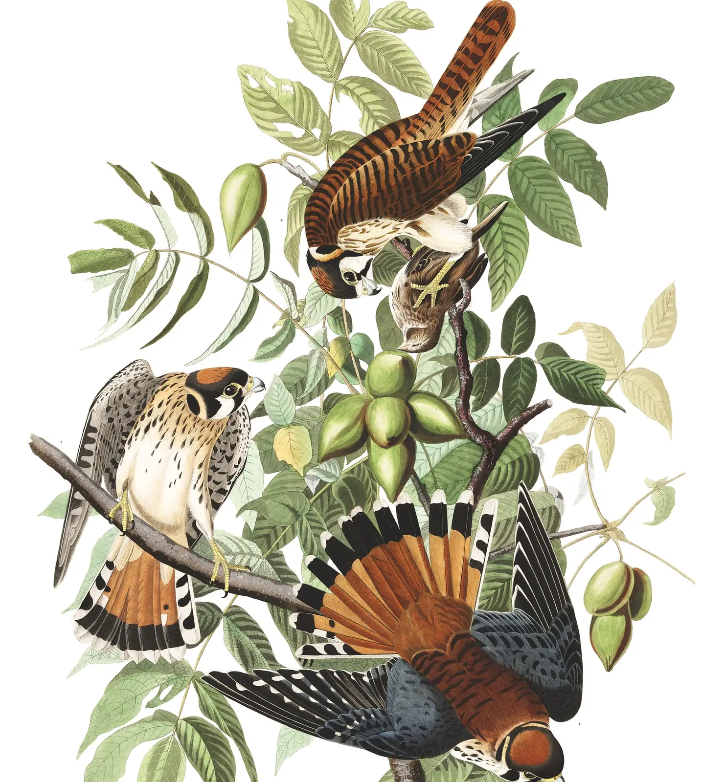 Plate 142 of Audubon's The Birds of America: American Kestrel (Falco sparverius)