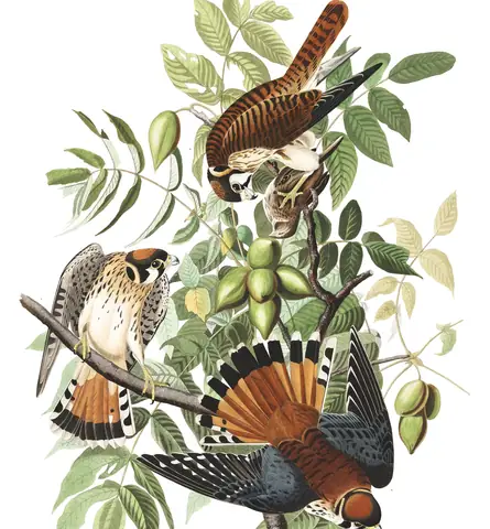 Plate 142 of Audubon's The Birds of America: American Kestrel (Falco sparverius)