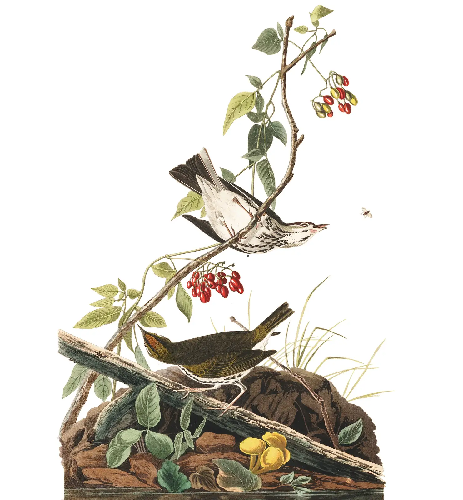Plate 143 of Audubon's The Birds of America: Ovenbird (Seiurus aurocapilla)