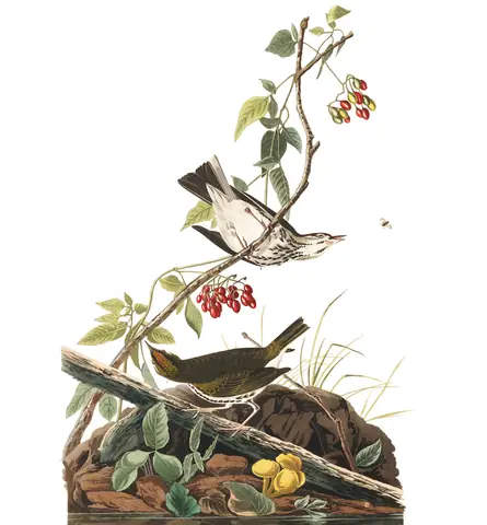 Plate 143 of Audubon's The Birds of America: Ovenbird (Seiurus aurocapilla)