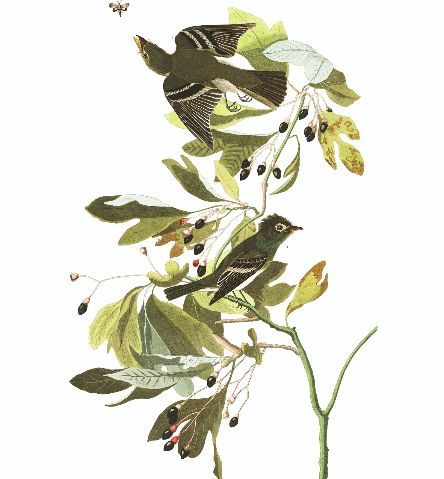 Plate 144 of Audubon's The Birds of America: Acadian Flycatcher (Empidonax virescens)