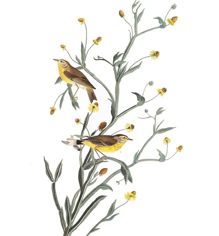 Plate 145 of Audubon's The Birds of America: Palm Warbler (Setophaga palmarum)