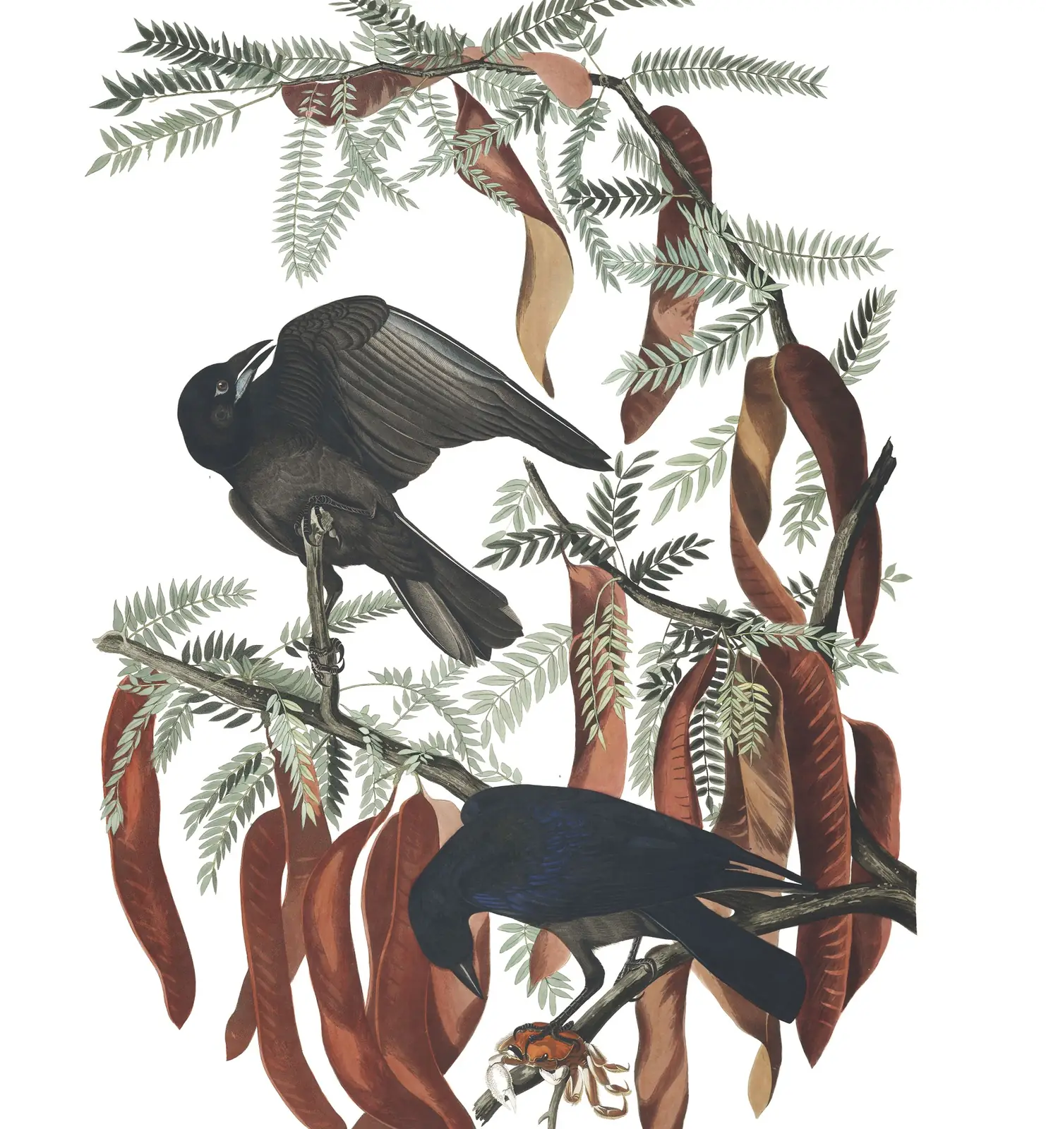 Plate 146 of Audubon's The Birds of America: Fish Crow (Corvus ossifragus)