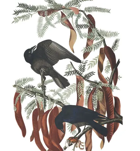 Plate 146 of Audubon's The Birds of America: Fish Crow (Corvus ossifragus)