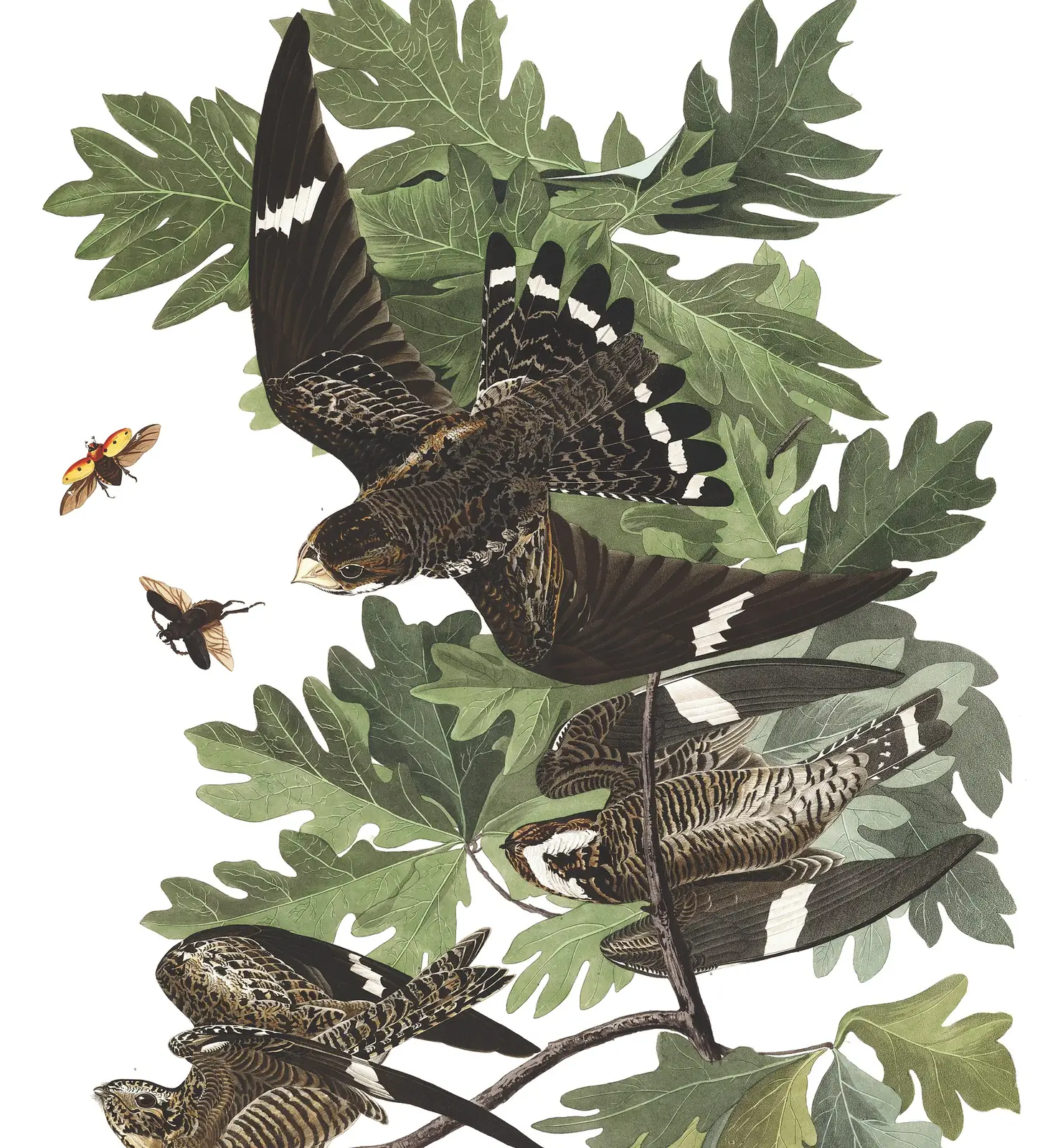 Plate 147 of Audubon's The Birds of America: Common Nighthawk (Chordeiles minor)