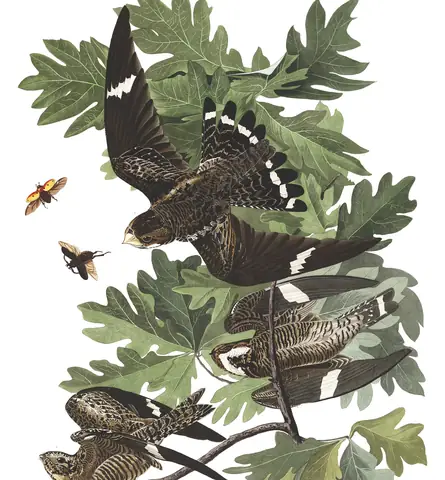 Plate 147 of Audubon's The Birds of America: Common Nighthawk (Chordeiles minor)