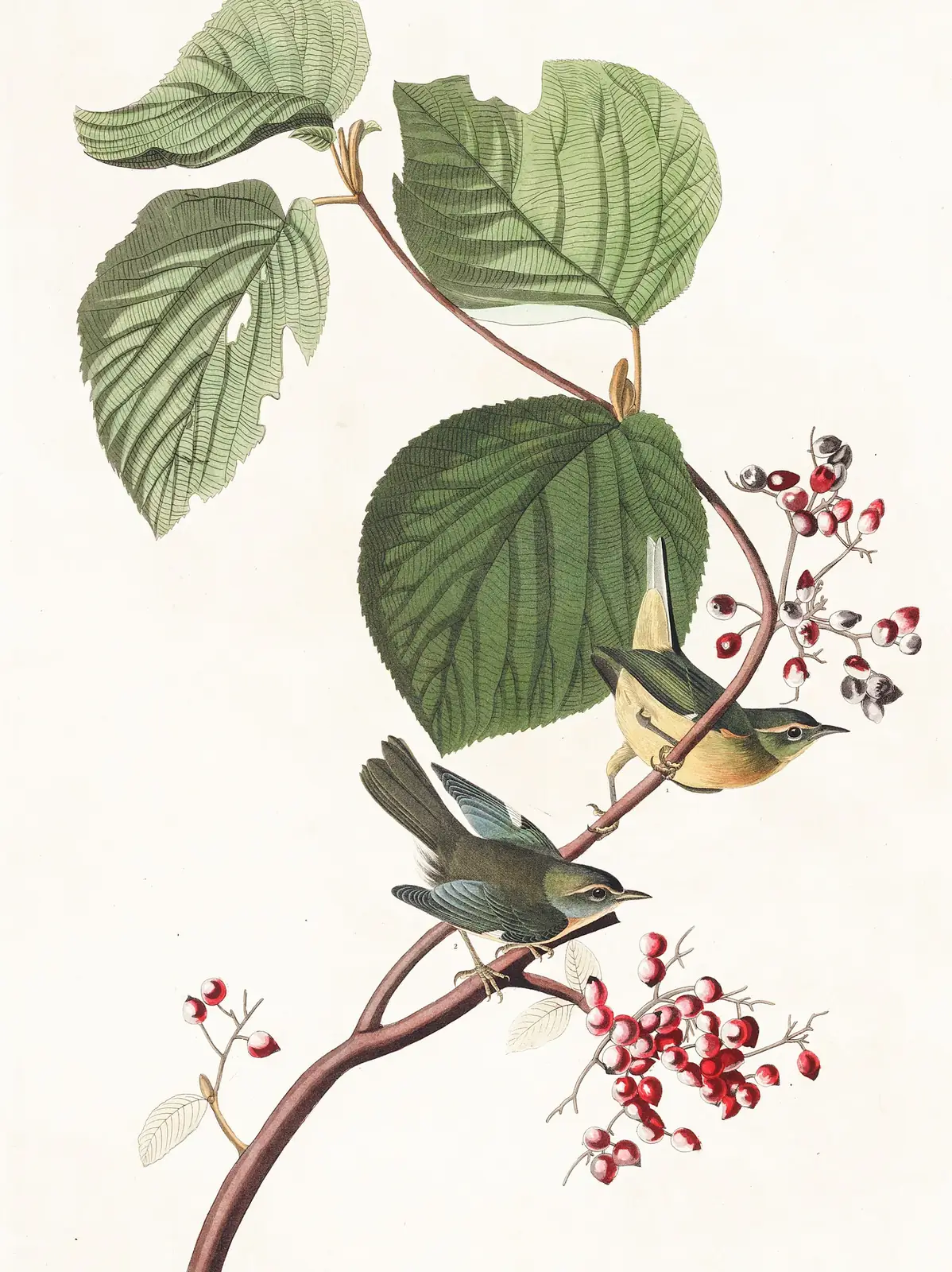 Plate 148 of Audubon's The Birds of America: Black-throated Blue Warbler (Setophaga caerulescens)