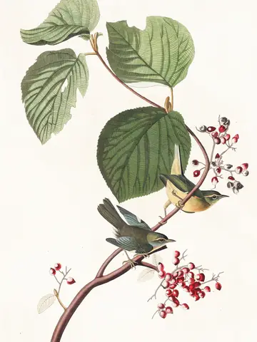 Plate 148 of Audubon's The Birds of America: Black-throated Blue Warbler (Setophaga caerulescens)