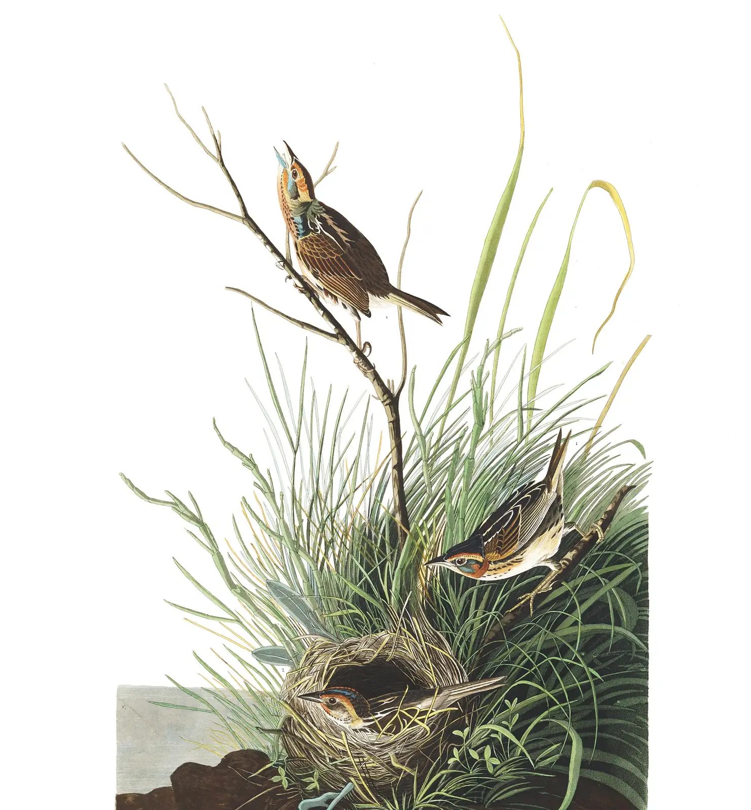 Plate 149 of Audubon's The Birds of America: Saltmarsh Sparrow (Ammospiza caudacuta)