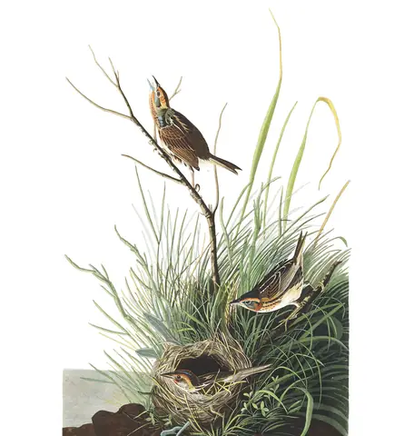 Plate 149 of Audubon's The Birds of America: Saltmarsh Sparrow (Ammospiza caudacuta)