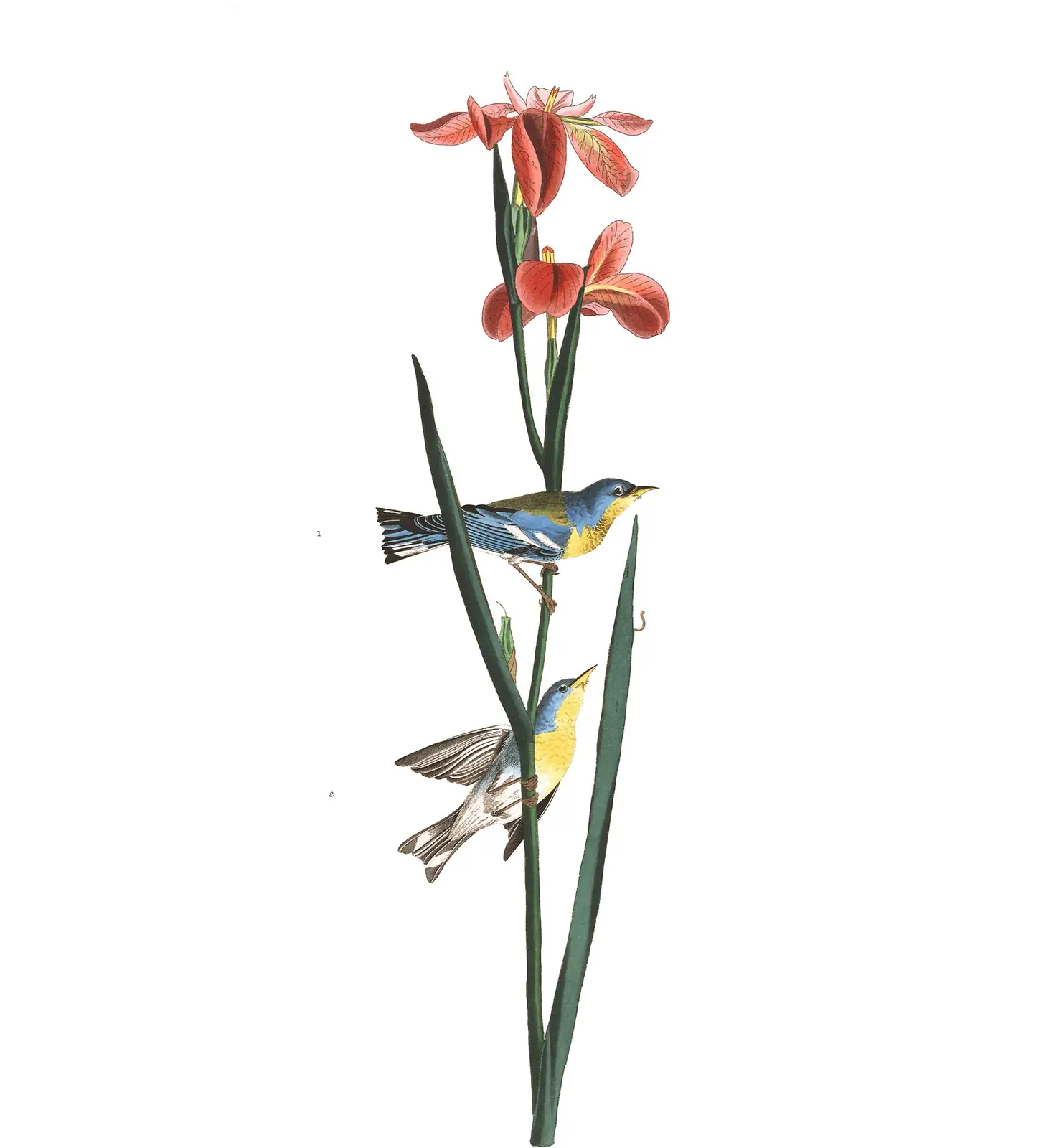 Plate 15 of Audubon's The Birds of America: Northern Parula (Setophaga americana)