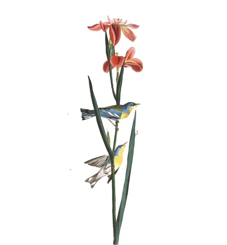 Plate 15 of Audubon's The Birds of America: Northern Parula (Setophaga americana)