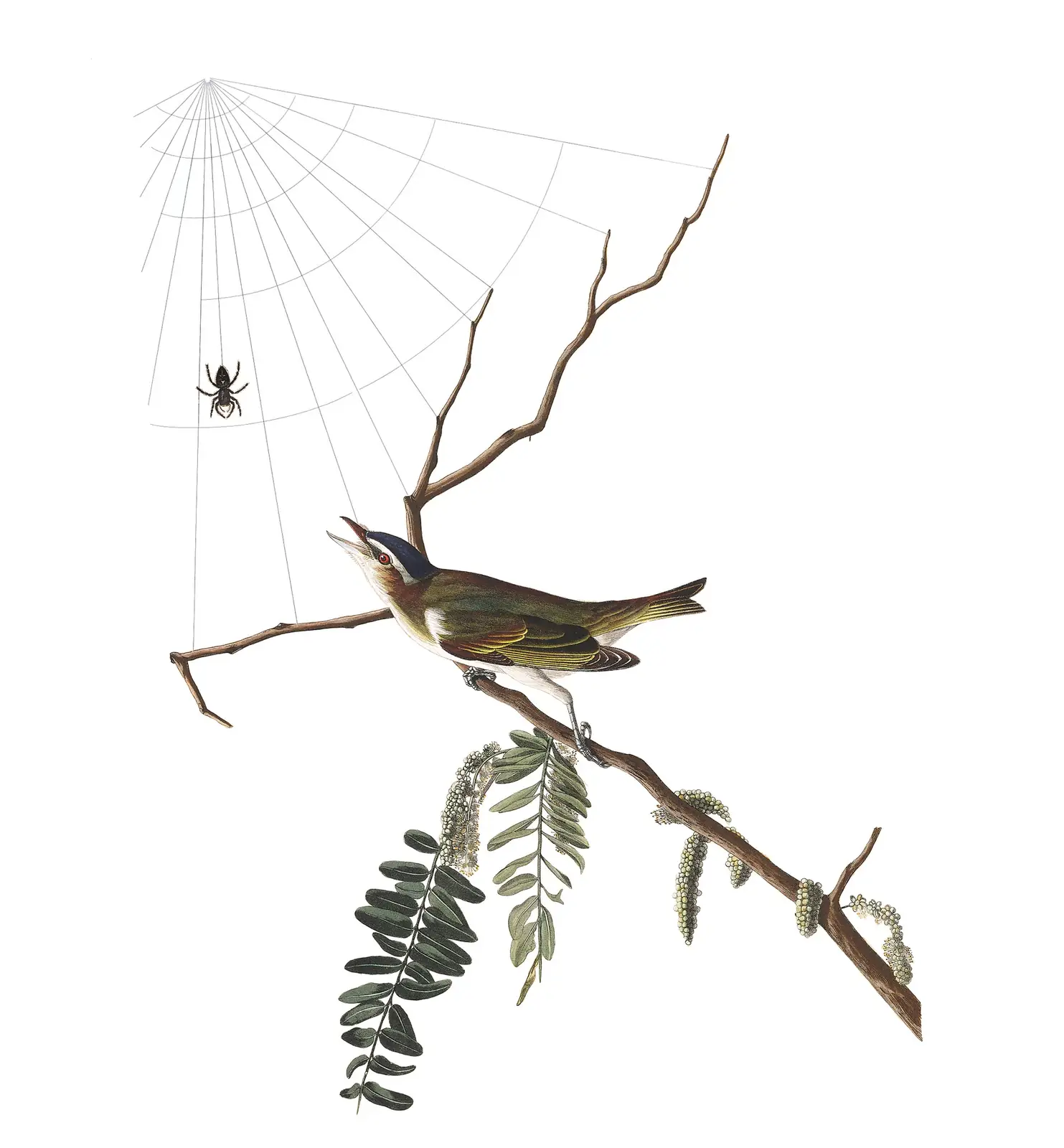 Plate 150 of Audubon's The Birds of America: Red-eyed Vireo (Vireo olivaceus)